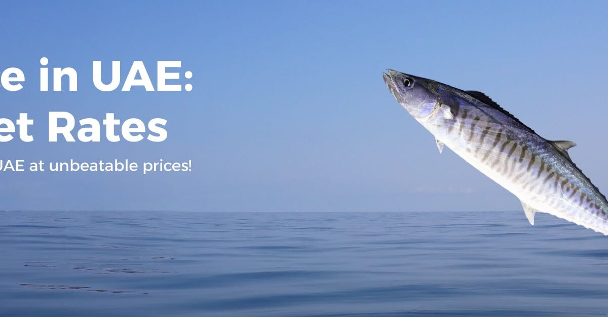  King Fish Price in UAE : Current Market Rates