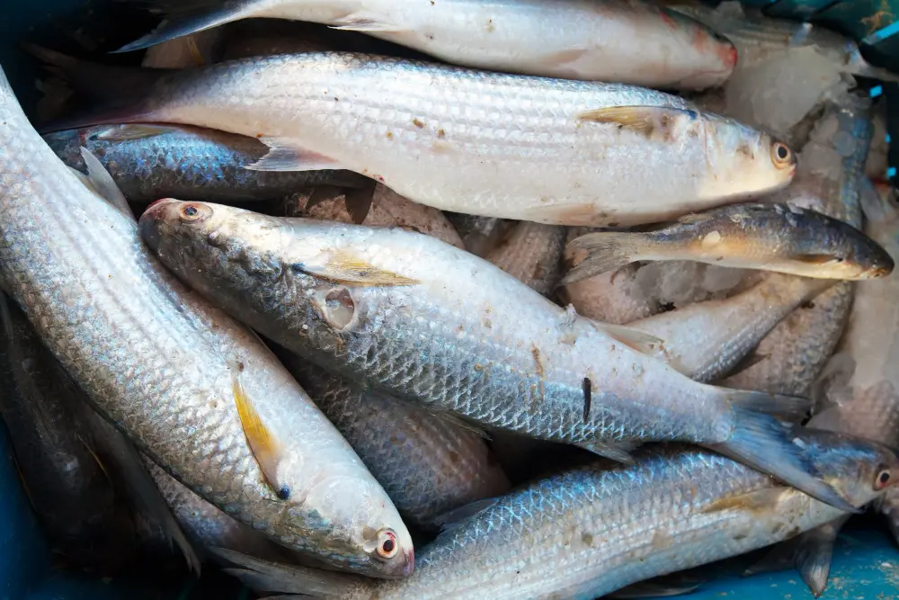 best seafood open buffet in dubai
